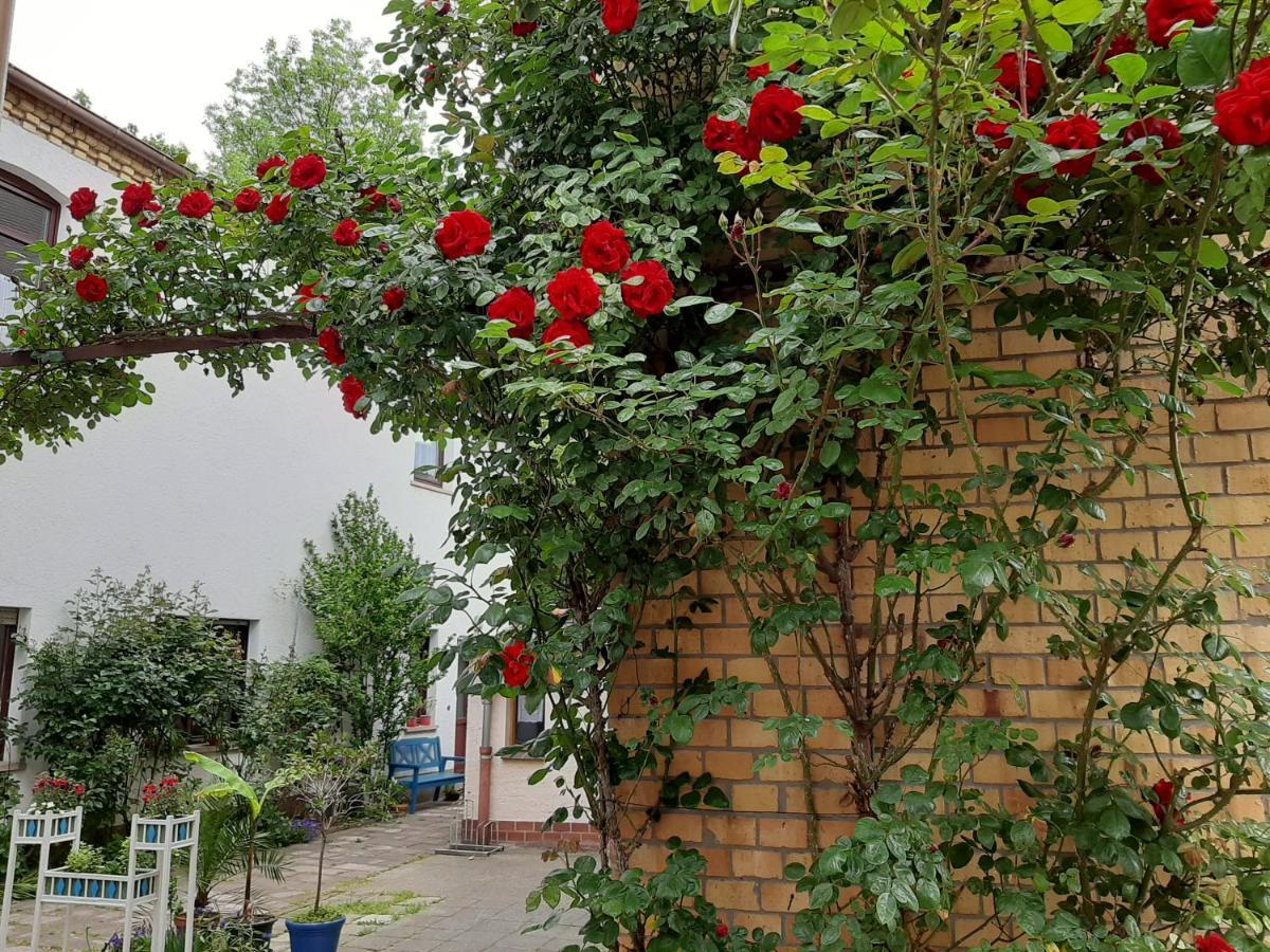 Fewo Rosenblüte am Stadtpark Wittenberg Exterior foto