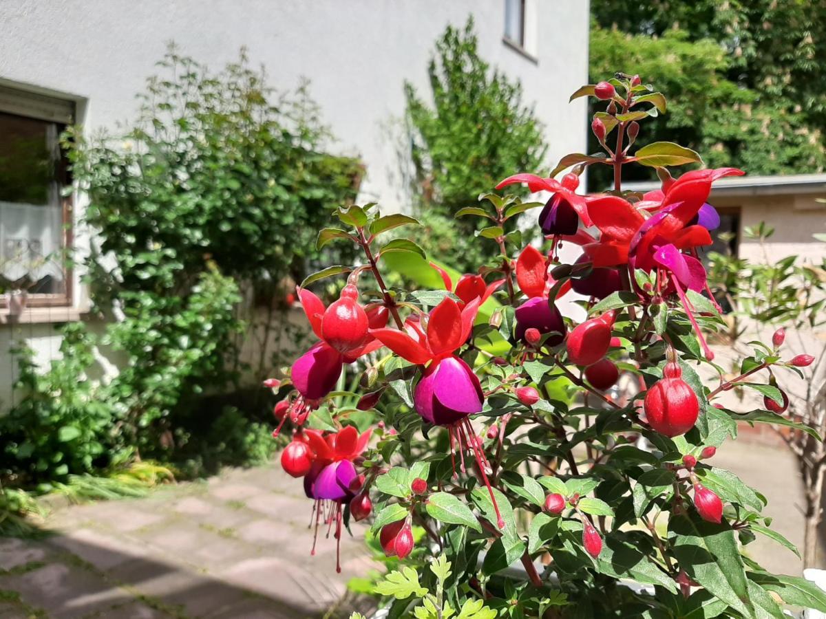 Fewo Rosenblüte am Stadtpark Wittenberg Exterior foto